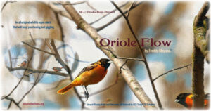 Poster-Oriole Flow