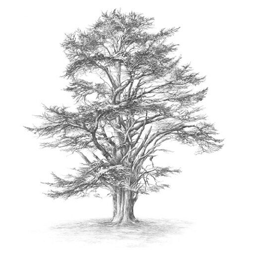 cropped-Tree_WPicon.jpg https://redcedarfilm.org/wp-content/uploads/2023/04/cropped-Tree_WPicon.jpg